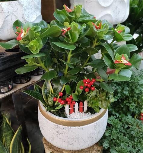 錢樹盆栽