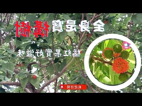 構樹茶功效