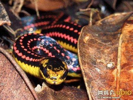 蛇顏色