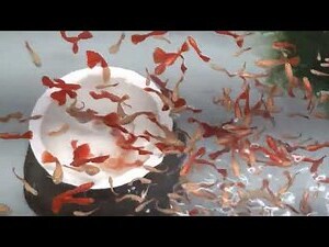 孔雀魚風水