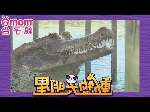 鱷魚寓意