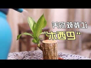 巴西木