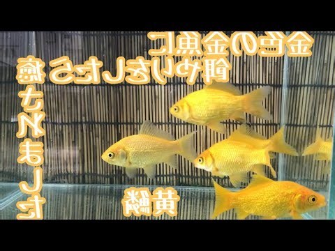 金色金魚
