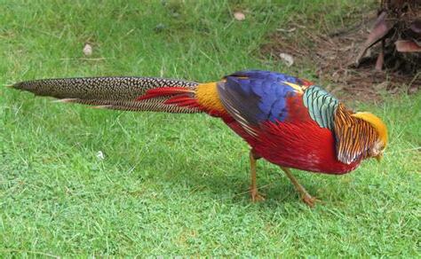 火鳳凰
