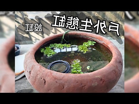 黃金葛可以放魚缸嗎