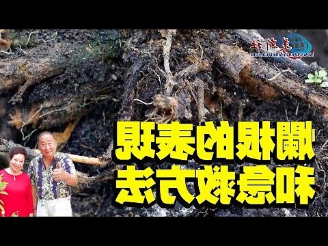 天堂鳥爛根