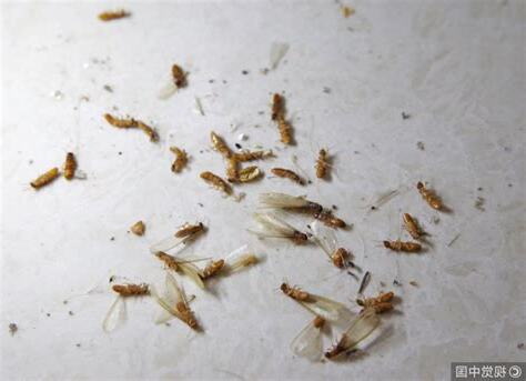 白蟻突然出現