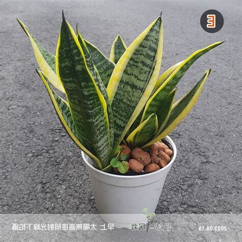 金邊虎尾蘭風水