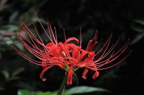 代表死亡的花