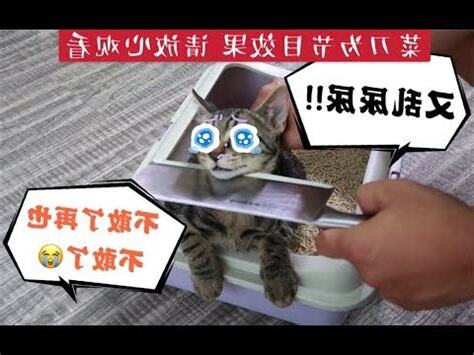 如何防止貓亂大便