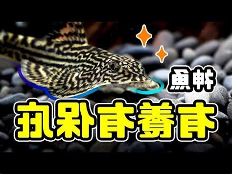 吃殘餌的魚