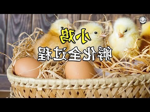 孵蛋過程