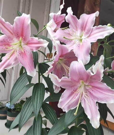 百合花開花後處理