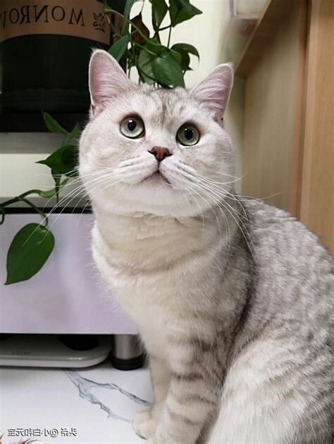 什麼人適合養貓