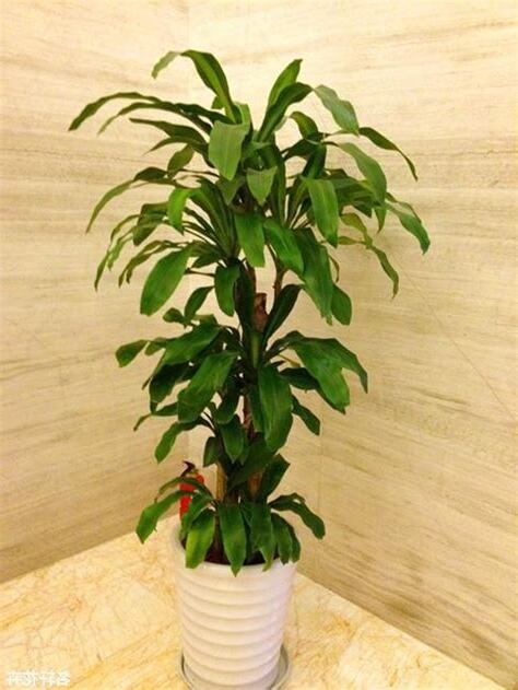 好種植的植物