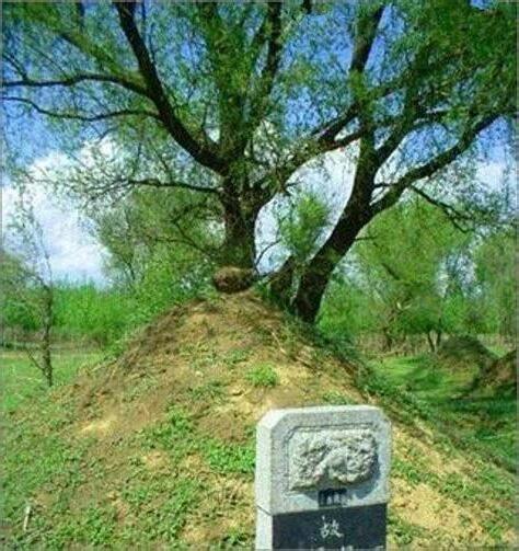 墳墓上長樹