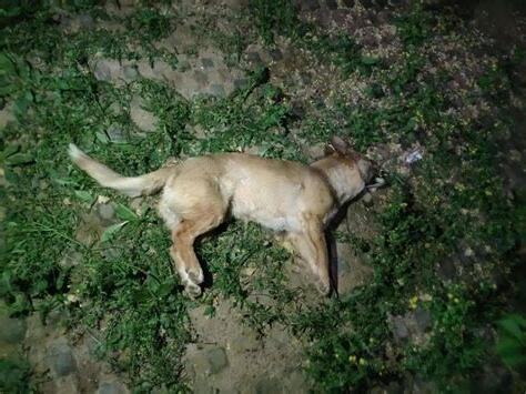 狗死了怎麼處理