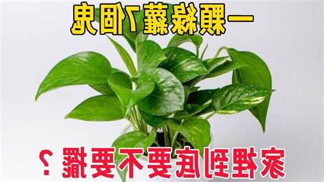 綠蘿招鬼