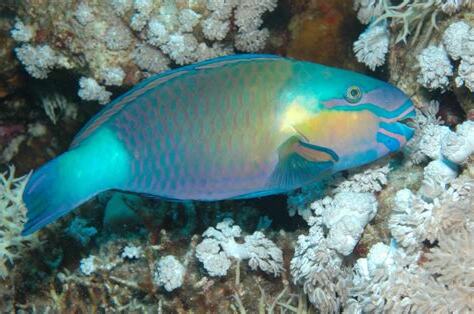 鸚鵡魚
