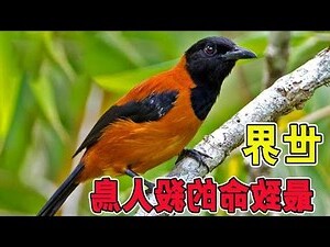 鳥死掉