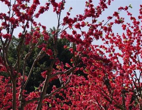 紅梅樹