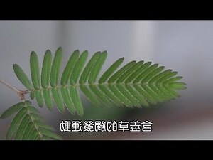 怕羞草開花風水