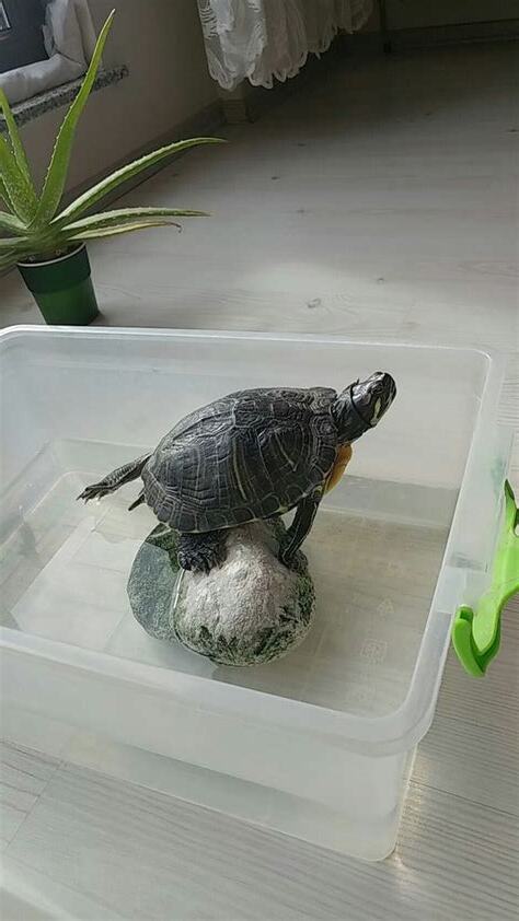 養烏龜的水