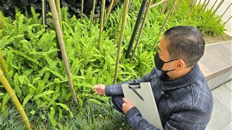 蕨類植物風水