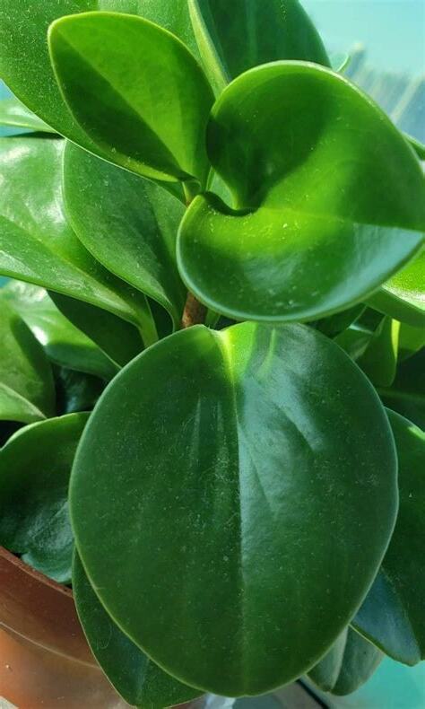 碧玉植物風水