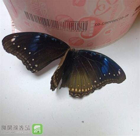 蝴蝶飛進店裡