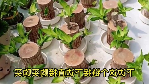 巴西木風水