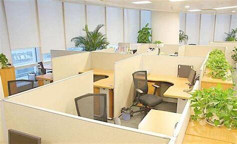 辦公桌植物擺放位置