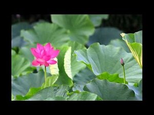 荷花竹风水