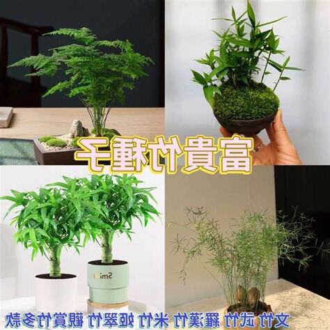 觀賞竹盆栽