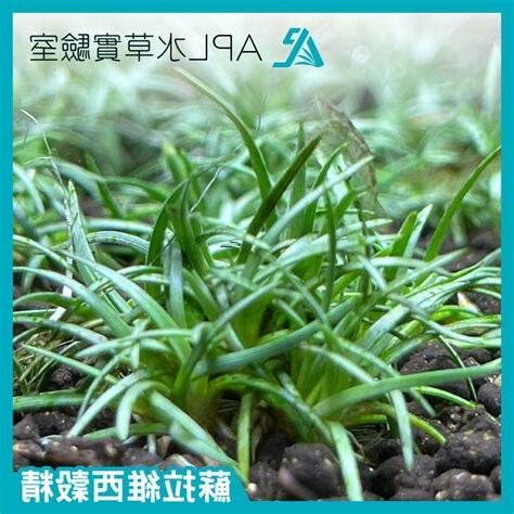 穀精水草
