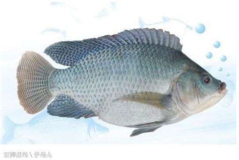 户外什麼魚最好養