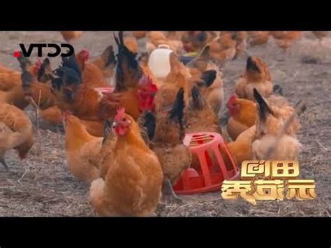 雞脱毛