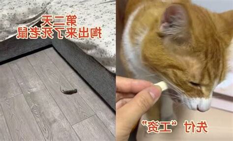 貓來家裡