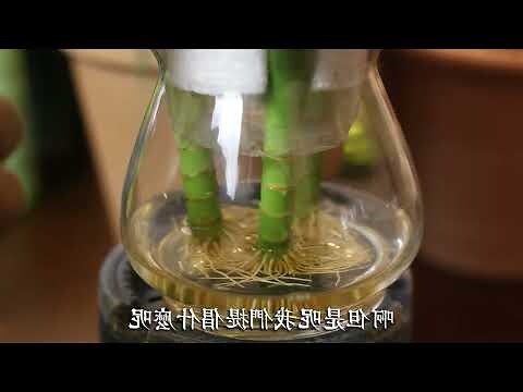 觀音竹修剪