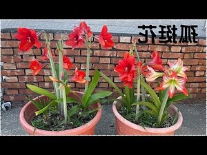 孤挺花種類