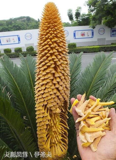 鐵樹開花