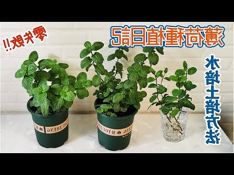 薄荷風水
