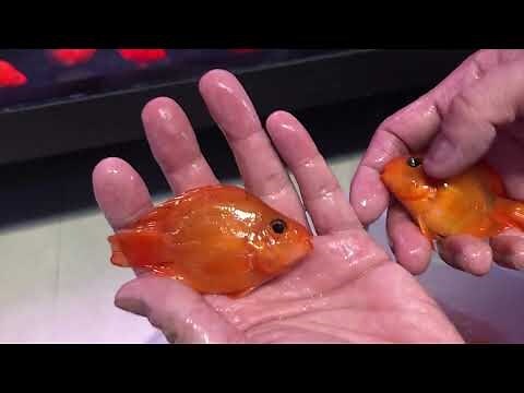 財神鸚鵡魚