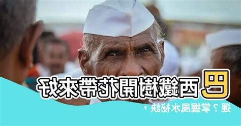 巴西鐵樹開花風水