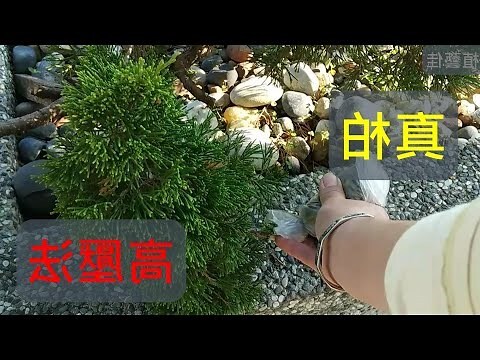 龍鳳柏如何養殖