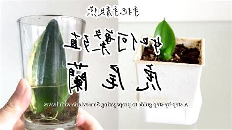 虎尾蘭葉片繁殖