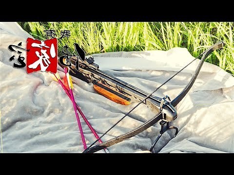 燕子攻擊人