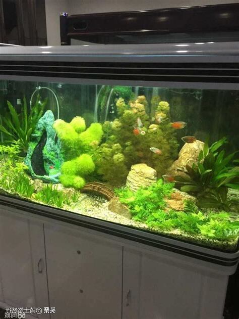 不要的魚缸怎麼辦