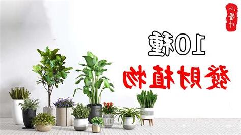 居家風水植物