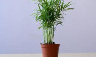 袖珍椰子风水